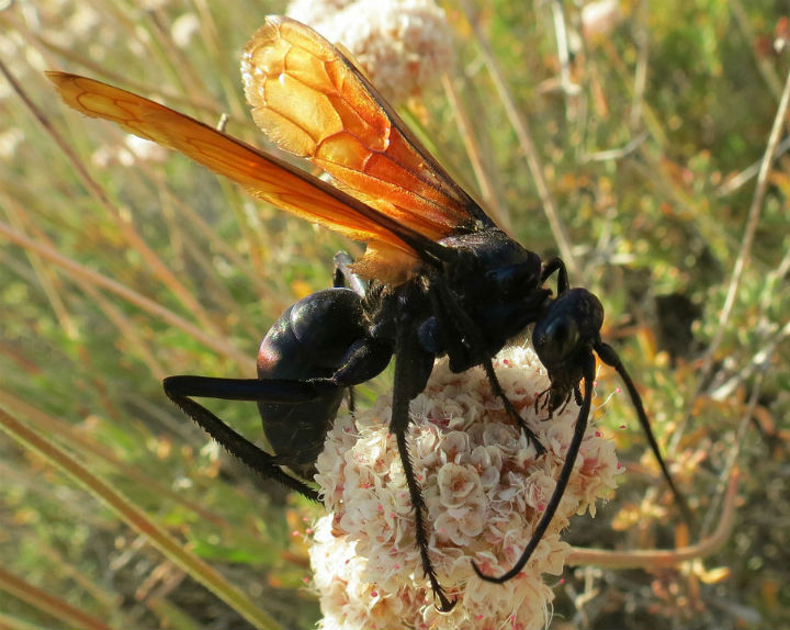 Tarantula Hawk